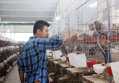 Anh Đoàn Quang Tùng kiểm tra chuồng trại nuôi chim bồ câu Pháp.