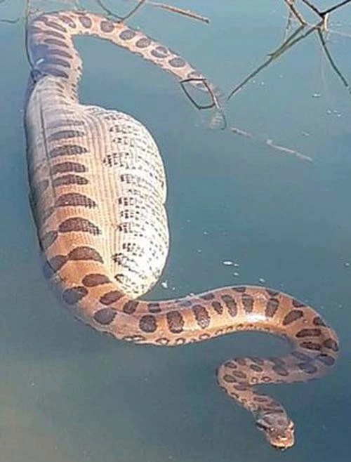 Hình ảnh con trăn Nam Mỹ với cái bụng lớn nổi trên sông Paraná, Brazil