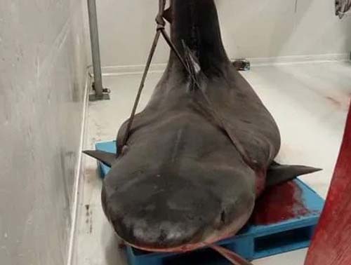 Bắt được cá mập hổ, mổ bụng phát hiện thứ kinh hoàng bên trong