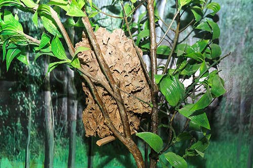 Đánh địch bằng… ong vò vẽ