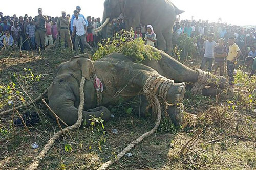 Voi "khủng bố Bin Laden" giết chết 70 người bị bắt sống