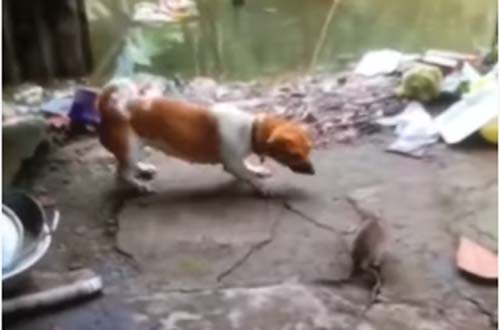 CLIP: Chuột nổi điên "tẩn" luôn cả chó và mèo