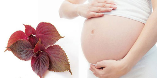 Cảnh giác với kinh nghiệm bà bầu uống nước lá tía tô để dễ dàng vượt cạn