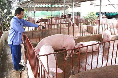 Hà Nội: Sản xuất an toàn, tạo bứt phá trên đất gò đồi