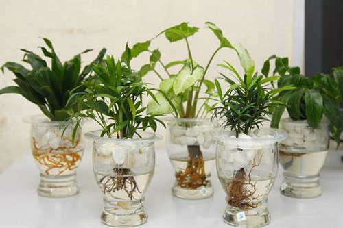 Các loại cây thủy sinh để bàn hút tài lộc, đặt đâu tiền chảy ào ào về đó