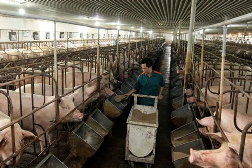 HTX Phú Bình, Đồng Tháp: Gia tăng lợi ích môi trường trong chăn nuôi