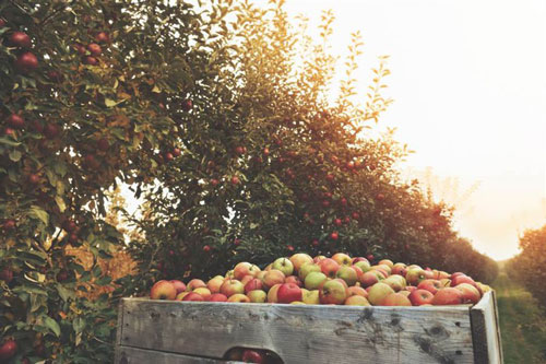 "Choáng" hơn 50.000 quả táo trên cây bốc hơi như ma quỷ