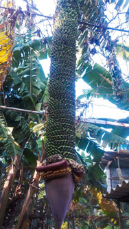 Choáng váng buồng chuối "khủng" hơn 120 nải, 2,5 m ở Quảng Ngãi