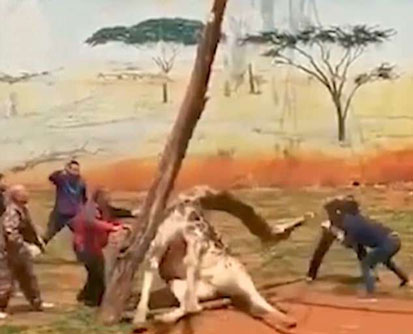 Hươu cao cổ chết thảm vì kẹt đầu giữa 2 cây