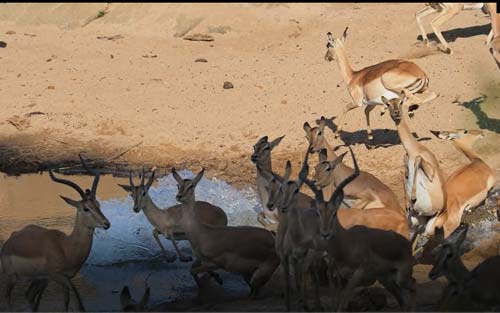 CLIP: Cá sấu tung đòn chuẩn xác hạ gục linh dương
