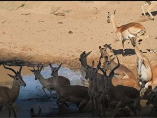 CLIP: Cá sấu tung đòn chuẩn xác hạ gục linh dương