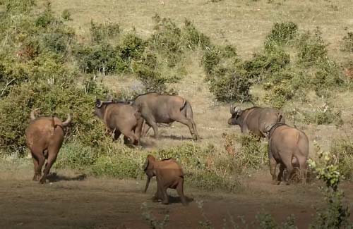 CLIP: Voi con cà khịa cả đàn trâu rừng