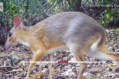 Không chỉ cheo cheo lưng bạc, Việt Nam còn động vật quý hiếm nhất thế giới nào?