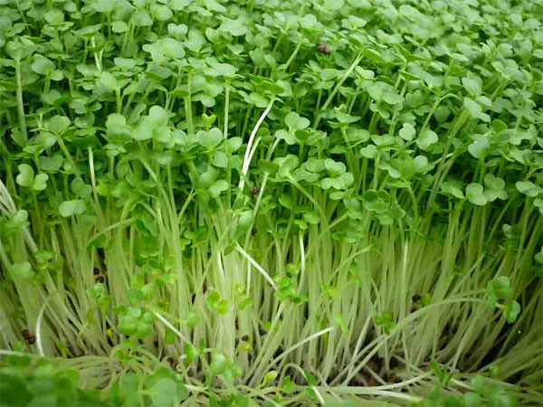 Mách mẹo trồng rau mầm bằng khăn giấy xanh mướt, giàu chất dinh dưỡng hơn thuốc bổ