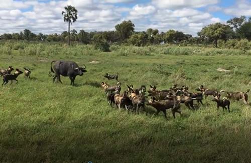 CLIP: Trâu rừng "bất lực" nhìn chó hoang giết chết con non