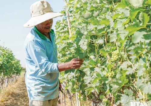 Ninh Thuận: Phấn đấu xây dựng huyện đạt chuẩn nông thôn mới