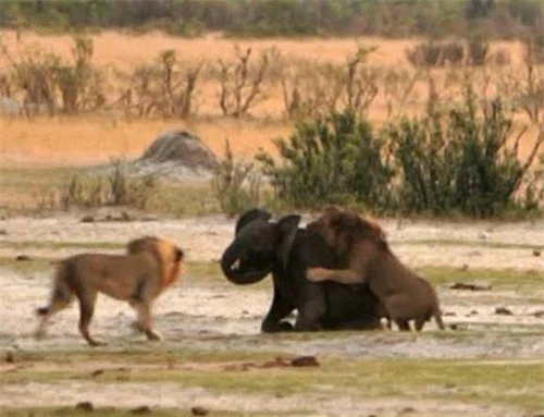 Kinh hoàng sư tử đói truy sát voi con - 5