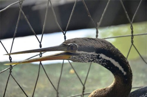 Cận cảnh chim cổ rắn nặng hơn 1kg do người dân Sài Gòn bắt được