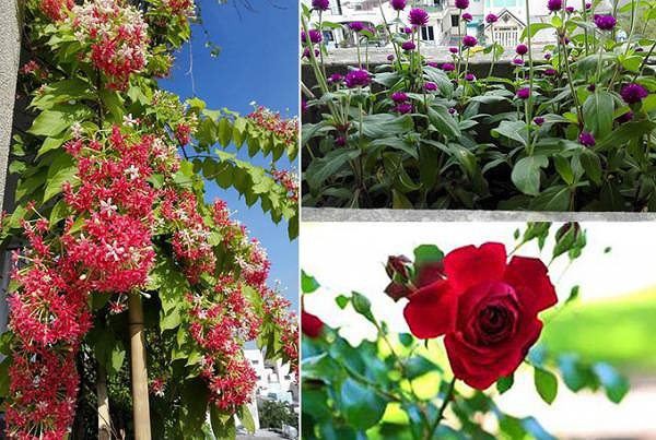 Khó tin với hoa trái xum xuê, gà đẻ trứng trên ban công chung cư Sài Gòn