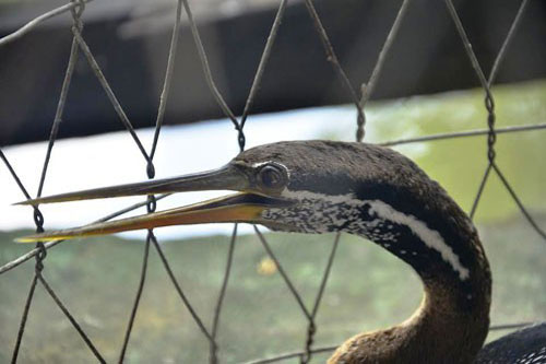 Loài chim cổ rắn vừa xuất hiện "chấn động" ở Đồng Nai