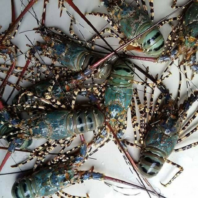 Giá tôm hùm lao dốc