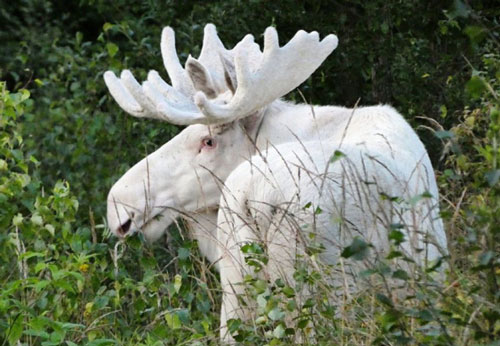 CLIP: Hình ảnh hiếm hoi của nai sừng tấm trắng tuyệt đẹp ở Thụy Điển