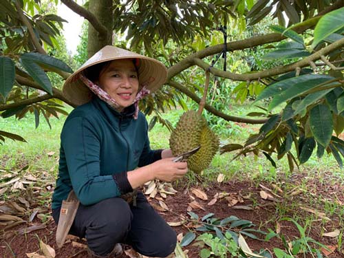 Đắk Lắk: Trồng 10ha sầu riêng Monthong, hái 120 tấn, thu 6,8 tỷ