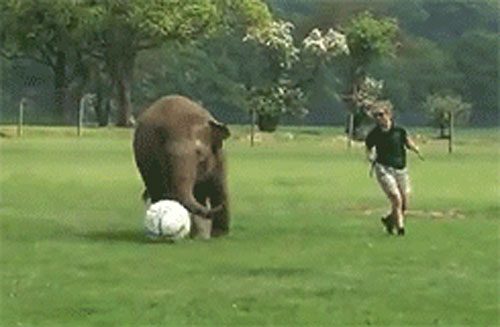 Khi động vật "khủng" yêu thể thao hơn cả con người
