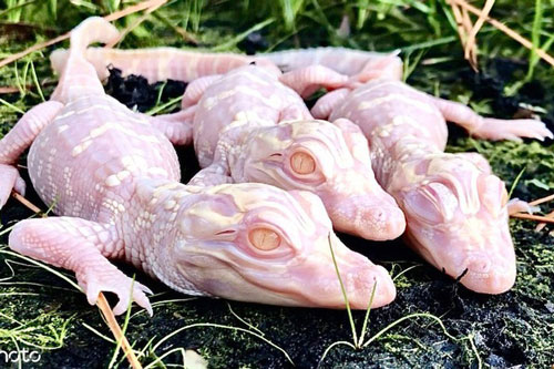 Bộ ba cá sấu bạch tạng xuất hiện và tiếng "ré" kỳ lạ