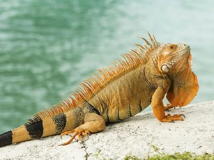 Sự thật thú vị về loài kỳ nhông ít ai biết