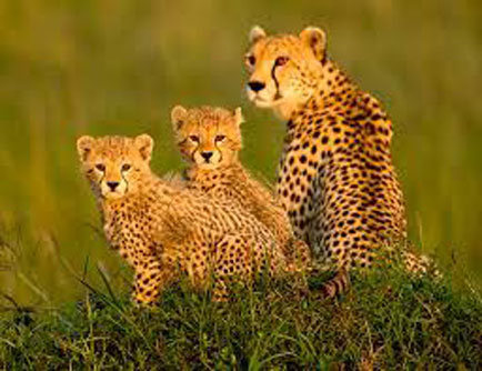 Sự thật gây kinh ngạc về loài báo đốm