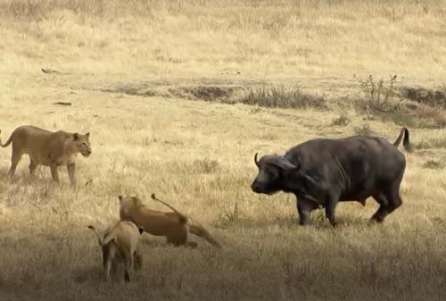 CLIP: Trâu rừng nổi điên tấn công sư tử và cái kết bất ngờ