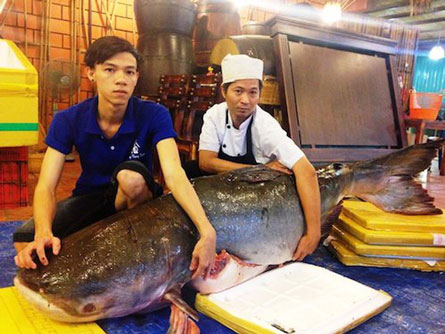 Những “quái ngư” từng “bơi” về Sài Gòn