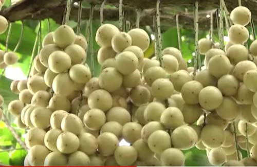 Cần Thơ: Lão nông làm giàu từ cây dâu Hạ Châu