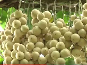 Cần Thơ: Lão nông làm giàu từ cây dâu Hạ Châu