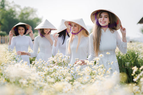 Cúc họa mi nở rộ, “đốn tim” cả các thiếu nữ trời Âu