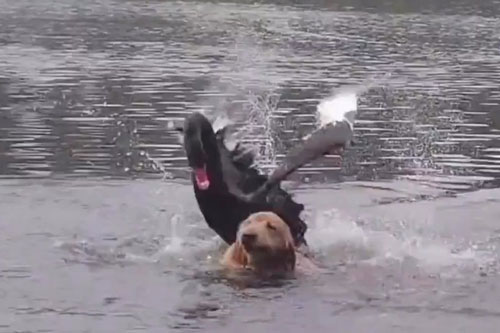 CLIP: Thiên nga đen 'đanh đá' tấn công chú chó cưng dữ dội dưới hồ