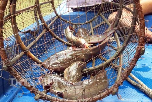 "Sát thủ" săn cá ngát không cần mồi ung dung ngồi đếm tiền triệu