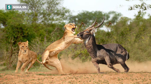 Bị sư tử trắng trợn cướp con mồi ngay trước miệng, cá sấu chỉ biết cong đuôi chạy