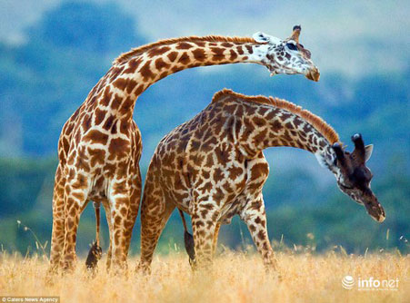 Khoảnh khắc hiếm gặp: hươu cao cổ "khiêu vũ" giữa thiên nhiên