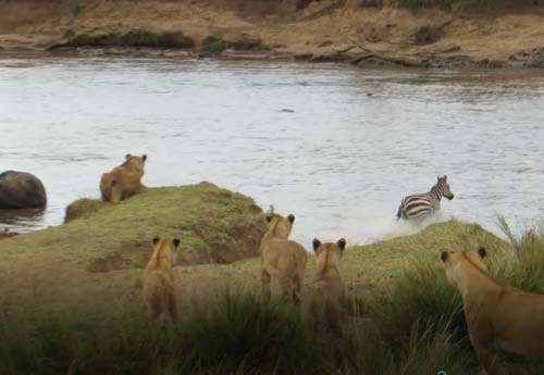 CLIP: Bị sư tử mai phục, ngựa vằn vẫn may mắn thoát chết
