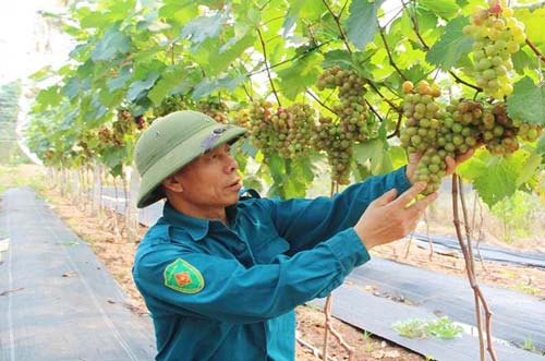 Vĩnh Phúc: "Liều" trồng 160 cây nho Hạ Đen, mới hái đã thu 70 triệu