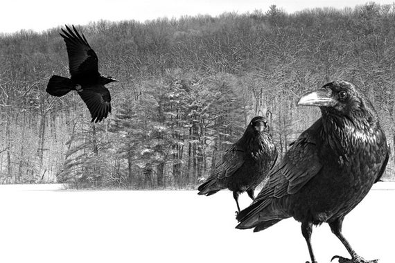 Người đàn ông khốn đốn vì bị quạ "trả thù" suốt 3 năm?