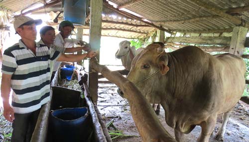Phú Yên:  Nuôi loài bò bung đùi, đổ thịt, chưa bán nhưng lái cứ vào ngó suốt