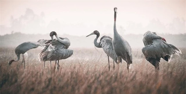 Bước chân đại ngàn giành giải đặc biệt tại Vietnam Heritage Photo Awards 2019 - Ảnh 7.