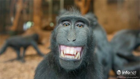 Con vật buồn cười: Xem hình ảnh con vật buồn cười sẽ khiến bạn không thể nhịn cười. Chúng thật kỳ quặc và độc đáo. Từ con khỉ nhảy múa đến chú ngựa bị lộn cổ, hình ảnh này sẽ đem lại cho bạn những giây phút thư giãn và cười đầy thích thú.
