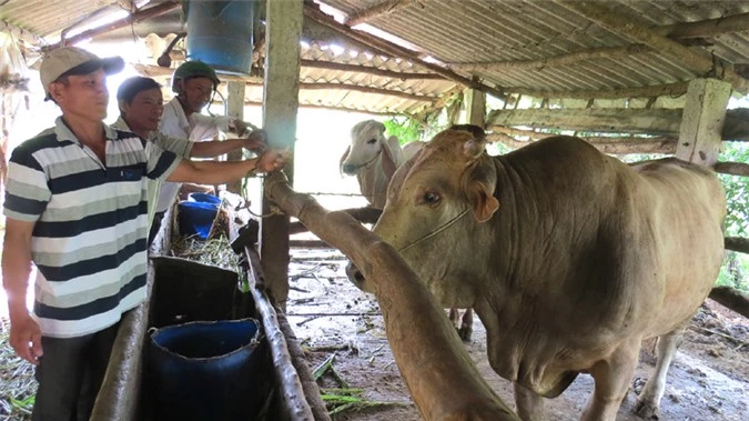 nuoi loai bo bung dui, do thit, chua ban nhung lai cu vao ngo suot hinh anh 1