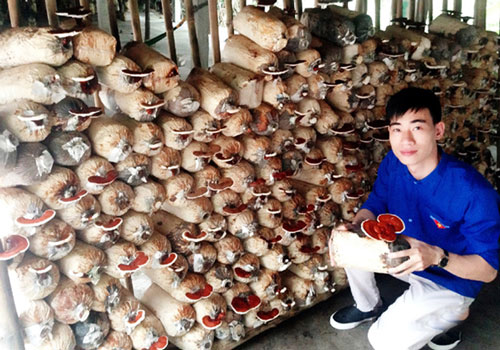 Thanh Hóa: Gặt thành công với mô hình trồng nấm an toàn