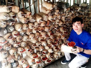 Thanh Hóa: Gặt thành công với mô hình trồng nấm an toàn