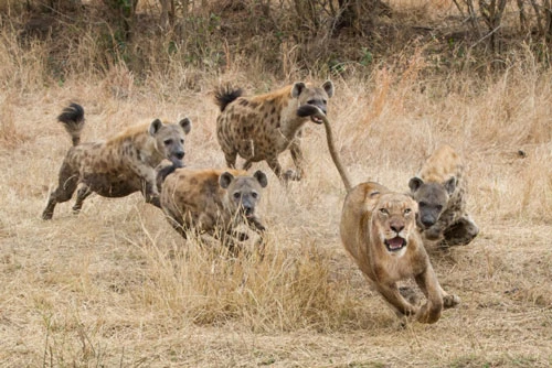 Sư tử bỏ chạy "trối chết" vì bị bầy linh cẩu tấn công.
